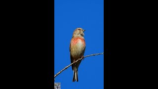 Common linnet beautiful singing bird Tornirisk chirping birds nature #shorts Nikon coolpix p1000