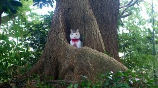 巨樹の窪みにスッポリ収まった三毛猫姉さん