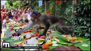 തിരുവോണമുണ്ട് വാനരപ്പട; കുരങ്ങന്മാർക്ക് ഓണസദ്യയൊരുക്കി ഇടയിലക്കാട്ടെ നവോദയ ഗ്രന്ഥാലയം | Onam 2024