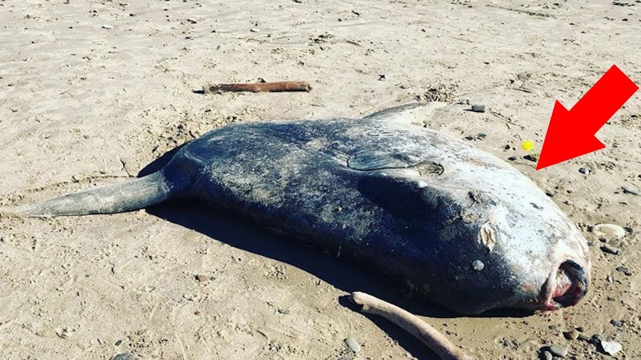 This Freakish Creature Appeared On A California Beach – And Left ...