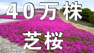 愛知県で一番高い花畑「茶臼山高原」