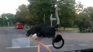 Ostrich running free in the city centre of Tartu (Estonia). July 2011