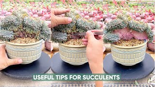 Discover the 5-Minute Trick to Keep Your Succulents Alive