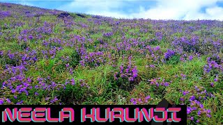 Neelakurinji - Gaalikere - Chikkamagaluru #Neelakurinji #chikkamagaluru