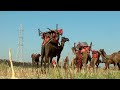 the kharai camel amazing camel breed of world swimming kharai camel ખારાઈ ઊંટ innovative dev d