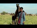 the kharai camel amazing camel breed of world swimming kharai camel ખારાઈ ઊંટ innovative dev d