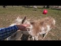 You’ll NEVER Guess What Happens When Our New Donkey Gets a Surprise