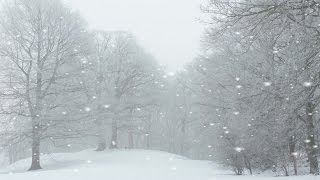 Ethereal Winter Landscape With Falling Snow. Stock Footage