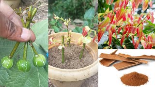 How to grow cinnamon tree  at home, Growing fast cinnamon plant cutting