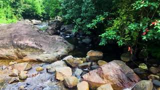 Relaxing Music 24/7|Nature Sound| Calming River with Birds| Stress Relife, Meditation,