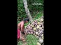 Way Of Peeling Coconut In The Philippines #shorts  || MhaeSan's