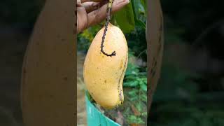 पूरे वर्ष फल देने वाली आम की किस्म #mango