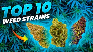 Top 10 Weed Strains In The World!