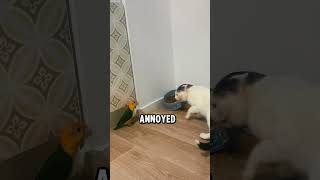 Fearless Parrot Challenges a Cat Over Food! Via : leamiya.08 TT