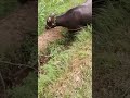 buffalo farming buffalovideo