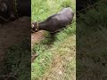 buffalo farming buffalovideo