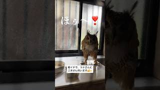 【ヌシ、ラテさんに朝のあいさつ🦉👍】 #ベンガルワシミミズク #owllove #癒し動画