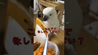 ピーマンの肉詰めを見たオウムが食べたそうな素振りだった#shorts