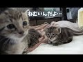 一瞬の奇跡！子猫の寝落ちをカメラが捉えた【保護子猫】