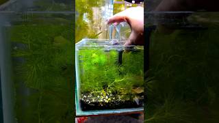 My Planted Fish Tanks Update🥰❤️🔥 #fishing #riverfish #aquarium #fishtank #shorts #viral #minivlog