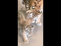 the adorable baby tiger mila playing with her mother