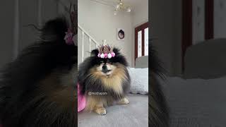 Dog takes revenge on owner for being dressed up 😤 #pomeranian #dog