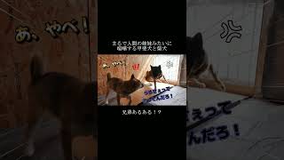 後輩柴犬が甲斐犬に文句を言い続けたらこうなりました#柴犬 #甲斐犬 #youtubeshorts