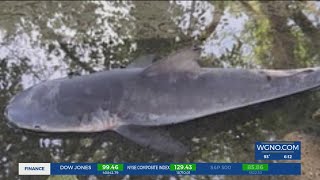 How did this bull shark end up in New Orleans neighborhood?