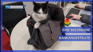 Eine ganz besondere Bankangestellte - Die Sparkassenkatze