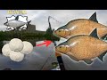 WHERE TO FISH FOR BREAM IN VOLKHOV RIVER! | #792 Russian fishing 4