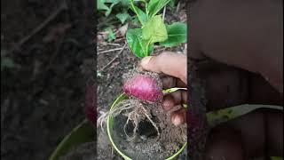 Propagate lemon trees faster with onion