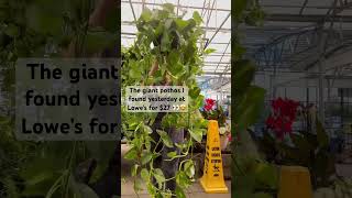 Giant pothos at Lowe’s, would you buy it!?