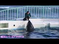 ラビーちゃんの動き可愛すぎて困っちゃいます😂 鴨川シーワールド シャチ kamogawa sea world