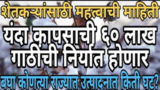 यंदा कापसाची ६० गाठींची निर्यात होणार | बघा कोणत्या राज्यात उत्पादनात किती घट ?| kapus bajar bhav |