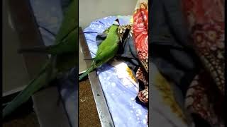 mithu k bahut nakhre hain bhai video banwane main #shorts #parrottalking #mithoo #parrot #parrottalk