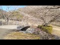 75歳のおやじ、2月5日☀佐野、梅林公園に、行って来ました。