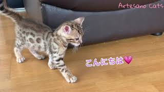 ベンガル 子猫 未知との遭遇だよね！ 生後1カ月 山岡さん5ベイビーズ