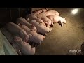 เทคนิคการเลี้ยงหมูให้สำเร็จได้กำไร... techniques for raising pigs คนเลี้ยงหมู