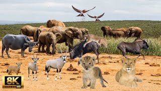 8K African Wildlife: Serengeti National Park - Relaxing Music With Video About African Wildlife