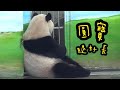 圓寶窗邊耐心等保育員，圓寶等待餵食中|熊貓貓熊The Giant Panda Yuan Yuan and Yuan Bao|台北市立動物園