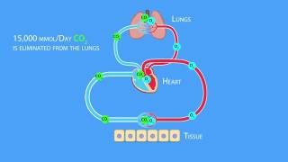 Acid-Base Regulation: CO2 Transport Through the Vasculature