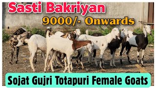 9000/- Onwards Sasti Bakriyan In Kalyan | Sojat Gujri Totapuri Female Goat|@Rizwankranti