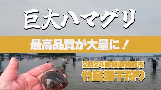 2024年 最高品質！巨大ハマグリが大量に採れた！【 愛知県蒲郡市竹島潮干狩り 】