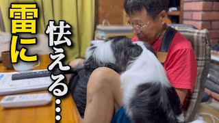 じぃじと再会し大喜びしてたら突然の落雷でテンション100→0になる狆犬