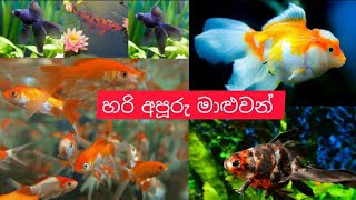 හරි අපූරු මාළුවන් | Very beautiful fish