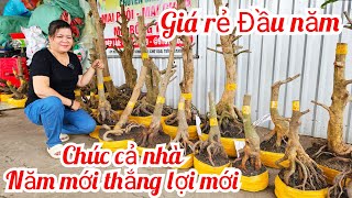 Lệ Tâm📲 O37699479O phôi mai vàng Đế Đẹp ngày mùng 1 Tết miền tây tôi yêu chosaigon (@MaivàngQuêdừa)