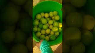 Lemon / எலுமிச்சம் பழம்..💚#shorts#trending#happyfarming