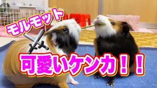 【モルモット】必死なのになぜか笑えちゃう取り合いのケンカ！！　/Guineapigs fighting fight！