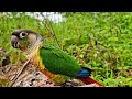 green cheek conure in the forest whose bird is in the forest