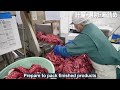 How Japanese Fishing Octopus Using Pots and Processing Thousands Octopus Per Hour in Factory